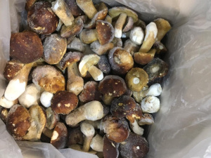 Гриб белый мелкий Конэксус, весовой