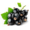 Черная смородина 10кг Импайс