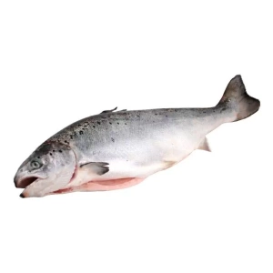 Лосось атл. заморож. глазир. 350+ (10-12кг), весовой